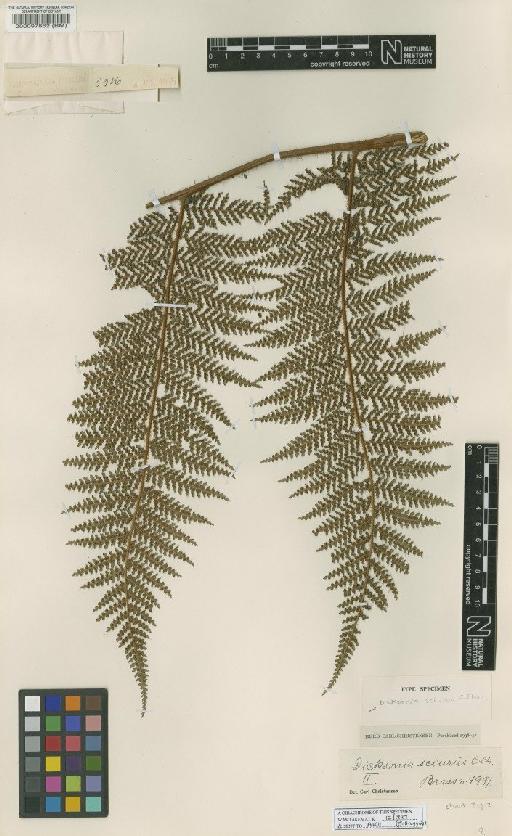 Dicksonia sciurus C.Chr. - BM000097862
