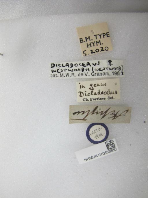 Eulophus aepytus Walker, 1839 - 010838560_Labels