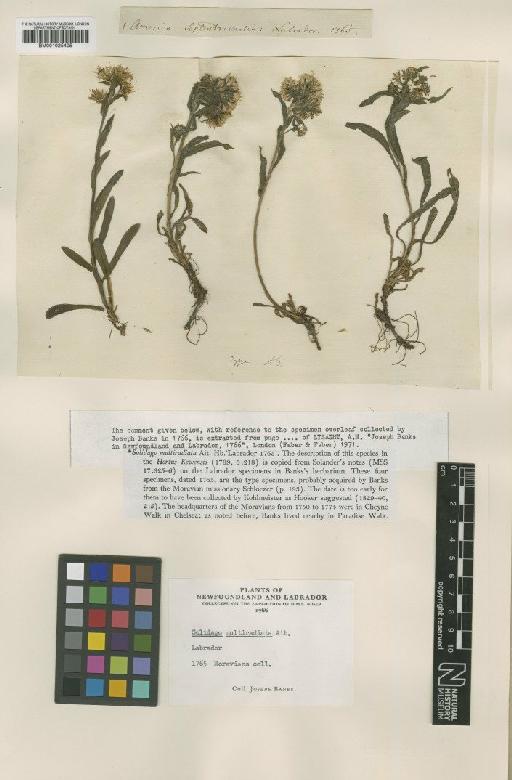 Solidago multiradiata Aiton - BM001025405