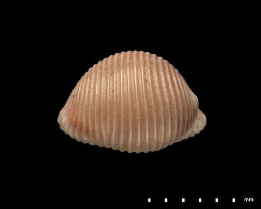 Cypraea multilirata Sowerby II, 1870 - 1879.2.26.231_E (3)