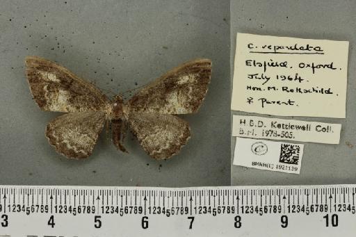 Alcis repandata repandata (Linnaeus, 1758) - BMNHE_1921139_476935