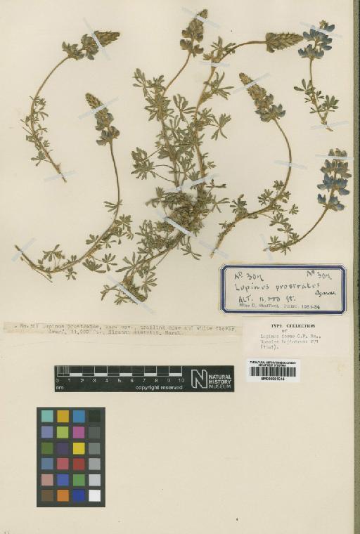 Lupinus dorae C.P.Sm. - BM000901044