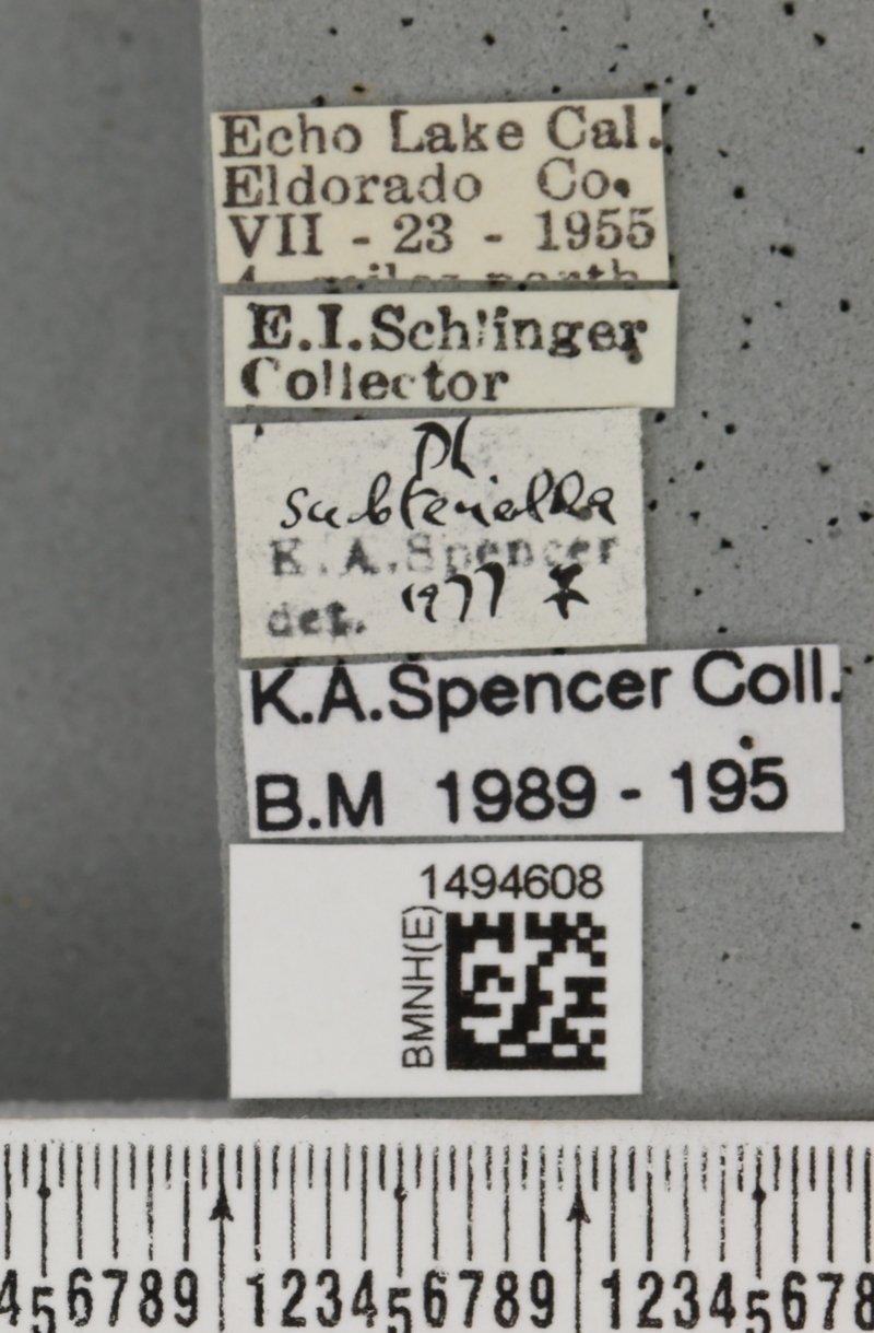 Phytomyza subtenella