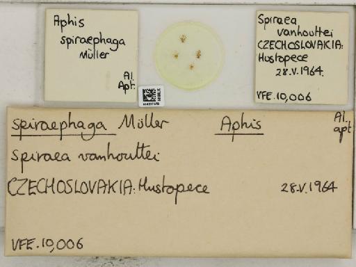 Aphis (Medoralis) spiraephaga Muller, 1961 - 014227570_112530_1093089_157742_NoStatus