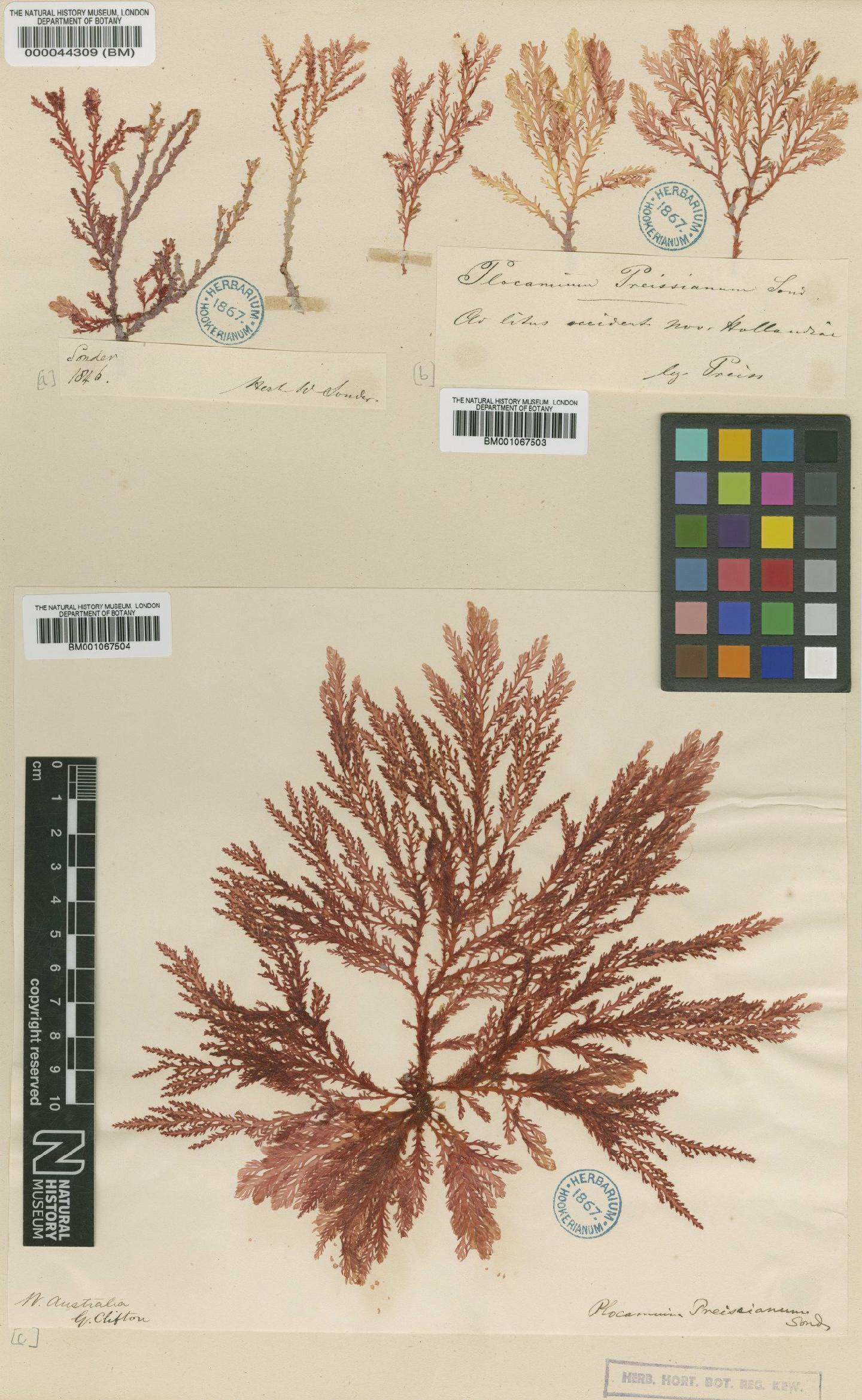 To NHMUK collection (Plocamium preissianum Sond.; NHMUK:ecatalogue:2298146)