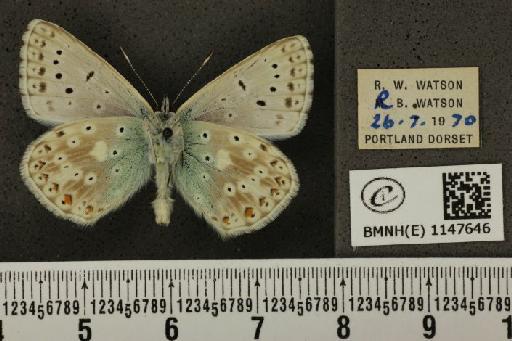 Lysandra coridon ab. pallidula Bright & Leeds, 1938 - BMNHE_1147646_101102