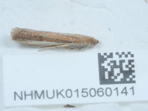 Sophronia semicostella (Hübner, 1813) - 015060141_2
