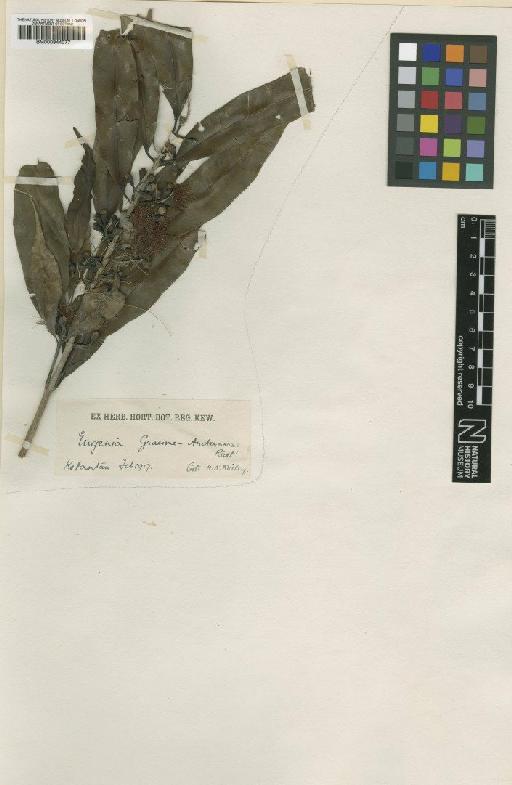 Eugenia graeme-andersoniae Ridl. - BM000944077