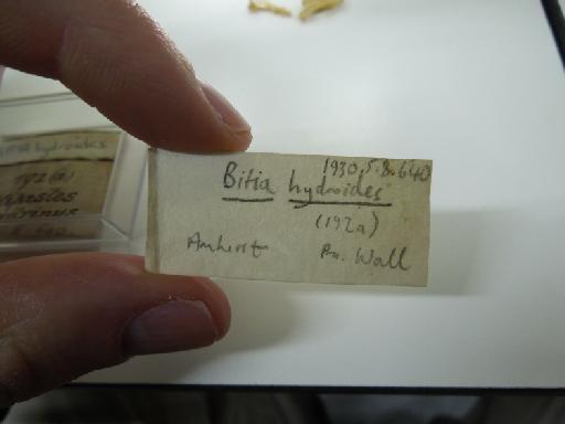 Bitia hydroides Gray, 1842 - london2 340.JPG