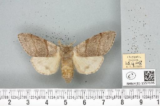 Calliteara pudibunda ab. concolor Staudinger, 1861 - BMNHE_1557695_255179