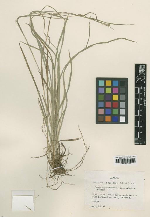 Carex impressinervia Bryson, Kral & Manhart - BM001042055