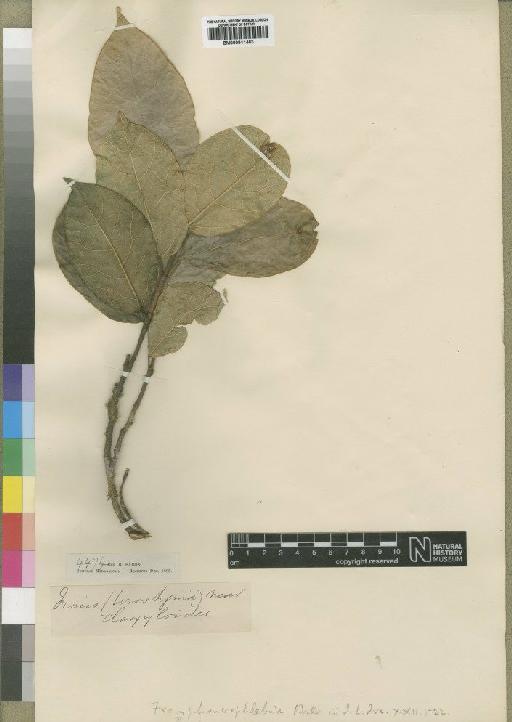Ficus soroceoides Baker - BM000911463