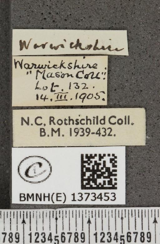 Cyaniris semiargus semiargus (Rottemburg, 1775) - BMNHE_1373453_label_167459