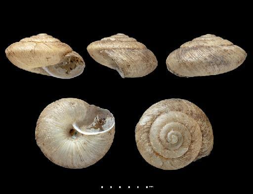 Helix berthelotii A.D.Orb., 1839 - 1854.9.28.34, SYNTYPES, Helix berthelotii A.D.Orb., 1839