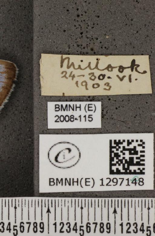 Maculinea arion eutyphron (Fruhstorfer, 1915) - BMNHE_1297148_label_134492