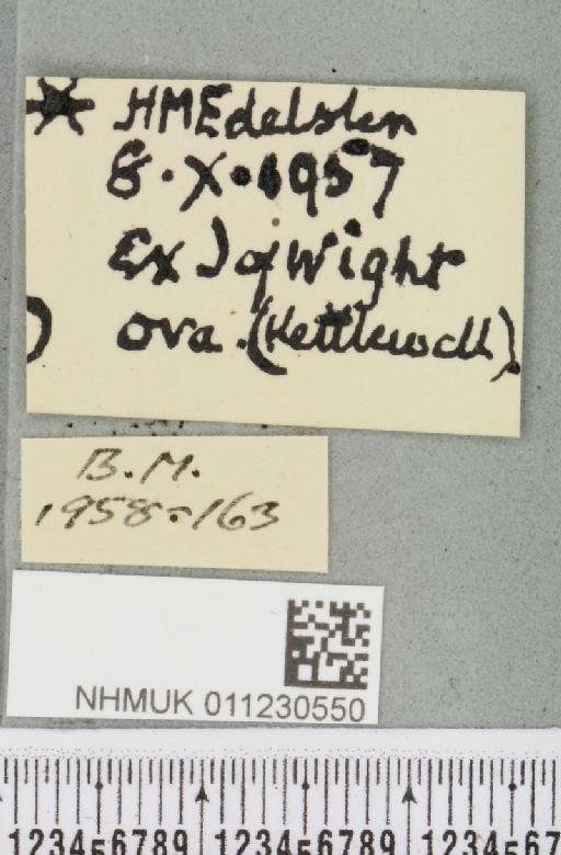 Lithophane leautieri hesperica Boursin, 1957 - NHMUK_011230550_label_632784