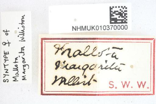 Mallota margarita Williston, 1892 - Mallota margarita STF labels1