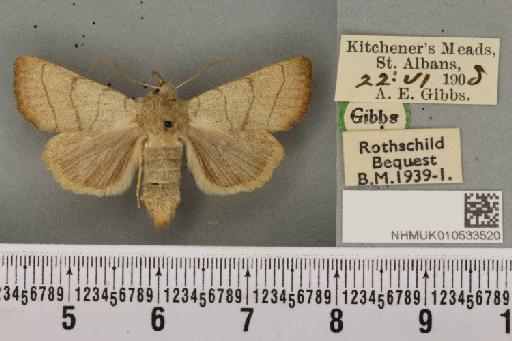 Charanyca trigrammica (Hufnagel, 1766) - NHMUK_010533520_587486