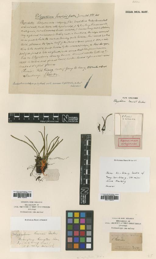 Lepisorus lewisii (Baker) Ching - BM001038494
