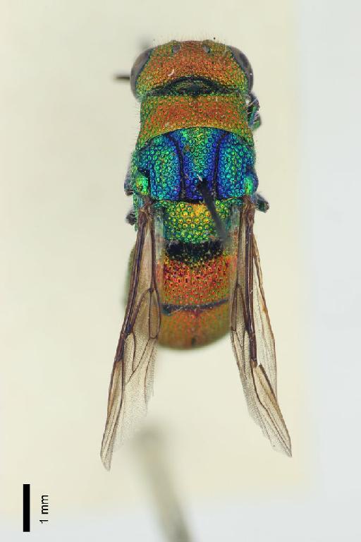 Chrysis krugeri Edney, 1947 - Chrysis_krugeri-BMNH(E)#970925_type-dorsal-1_25X