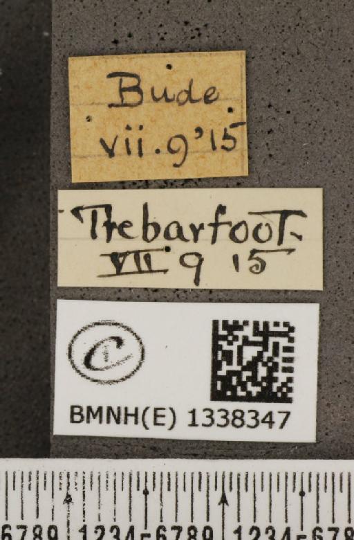 Maculinea arion eutyphron (Fruhstorfer, 1915) - BMNHE_1338347_label_134611