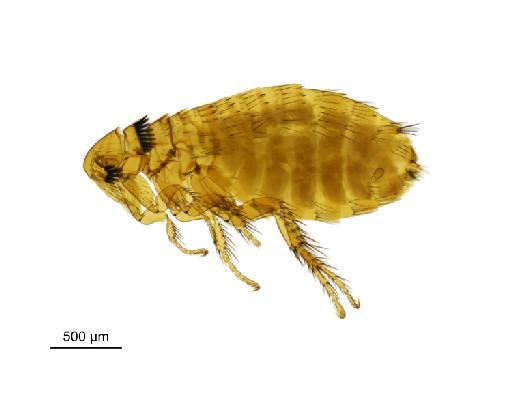 Rhadinopsylla integella Jordan & Rothschild, N. C., 1921 - 010177369__2016_12_14-Scene-1-ScanRegion0