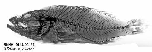 Gilbertia nigrorubrum - BMNH 1914.8.20.131, Gilbertia nigrorubrum, Radiograph