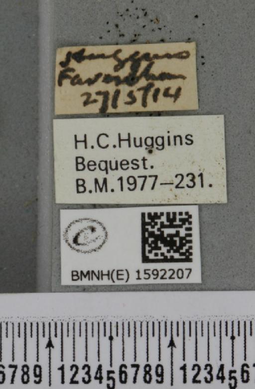 Idaea subsericeata ab. mancuniata Knaggs, 1865 - BMNHE_1592207_label_263543