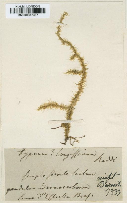 Spiridentopsis longissima (Raddi) Broth. - BM000987287