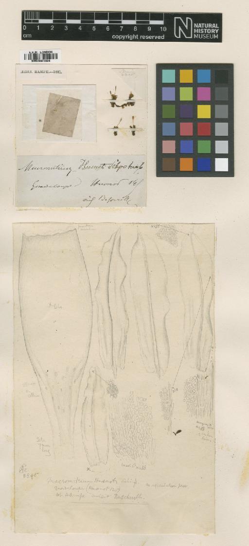 Groutiella husnotii (Besch.) H.A.Crum & Steere - BM000873295_a