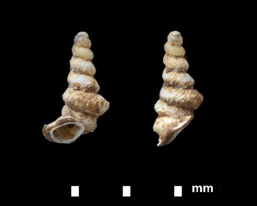Diplommatina attenuata Laidlaw, 1949 - HOLOTYPE, Diplommatina attenuata Laidlaw, 1949