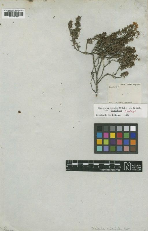 Kalmia ericoides var. ericoides C.Wright ex Griseb. - BM000993654