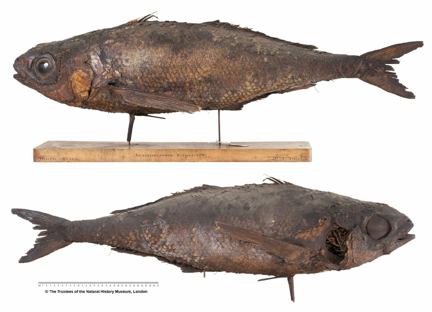 To NHMUK collection (Atimostoma capensis Smith, 1845; HOLOTYPE; NHMUK:ecatalogue:2578731)