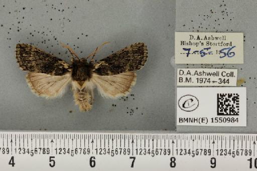 Polyploca ridens (Fabricius, 1787) - BMNHE_1550984_238298