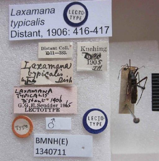 Laxamana typicalis Distant, 1906 - Laxamana typicalis-BMNH(E)1340711-Lectotype male_Labels