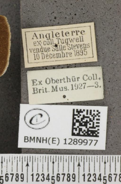 Thecla betulae (Linnaeus, 1758) - BMNHE_1289977_label_126388