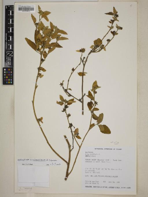Malvastrum coromandelianum (L.) Garcke - BM000999270
