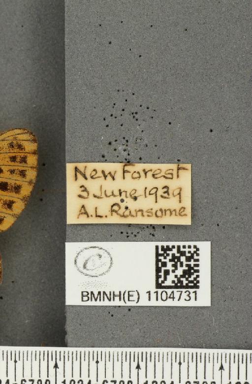 Boloria euphrosyne Linnaeus, 1758 - BMNHE_1104731_label_16241