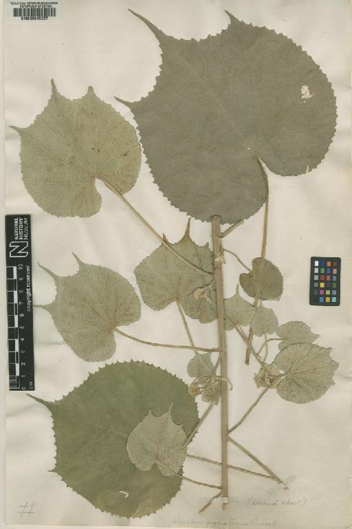 Abutilon giganteum (Jacq.) Sweet - BM000645027