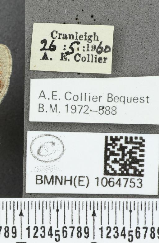 Coenonympha pamphilus ab. anticastanea Leeds, 1950 - BMNHE_1064753_label_25911
