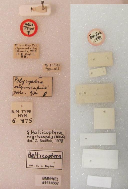 Polycystus nigriscapus Howard, 1897 - Halticoptera nigriscapus (Howard, 1897) #1414667 Hym Type 5.875 labels