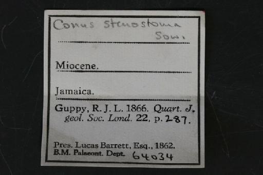 Conus stenostoma Sowerby, 1850 - OR 64034. Conus stenostoma (label.2)