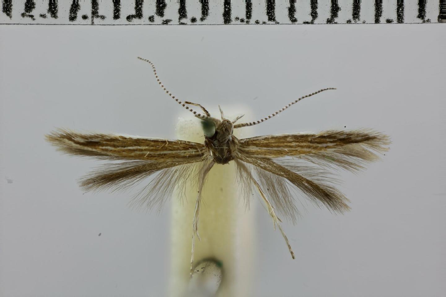 Coleophora musculella thumbnail