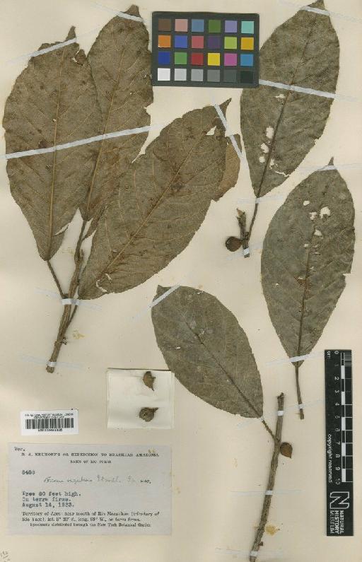 Ficus regularis Standl. - BM000993306