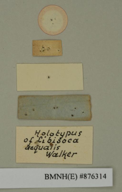 Libisoca aequalis Walker, 1868 - Libisoca aequalis Walker, F, 1868, male, holotype, labels (reverse). Photographer: Edward Baker. BMNH(E)#876314