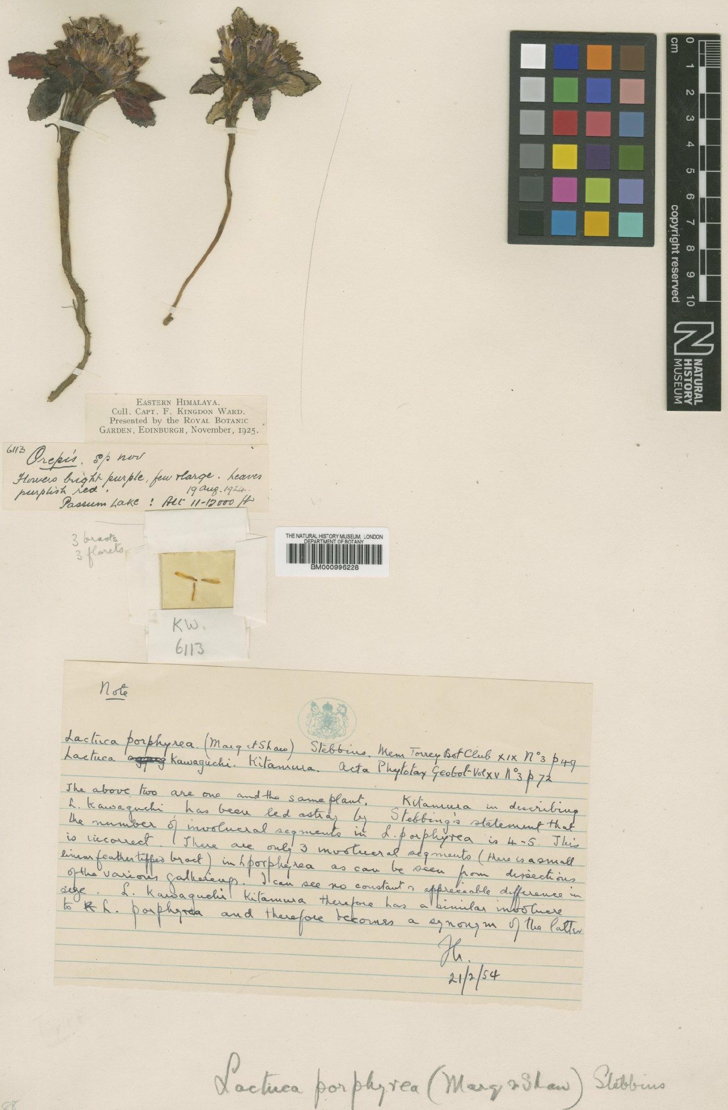 To NHMUK collection (Lactuca porphyrea (Marquand & Airy Shaw) Stebbins; Type; NHMUK:ecatalogue:480258)
