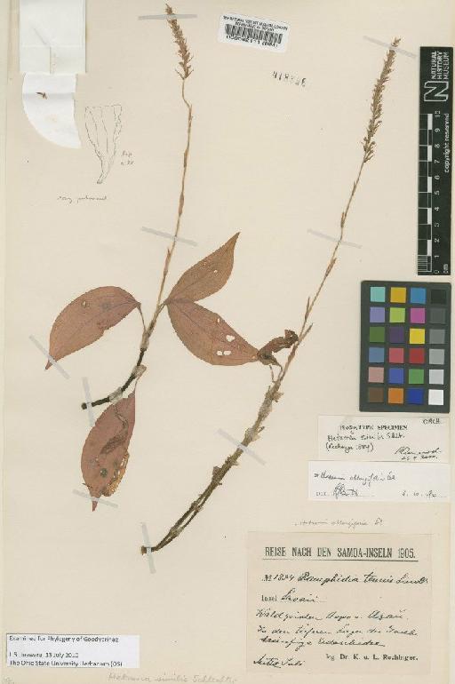 Hetaeria oblongifolia Blume - BM000082111