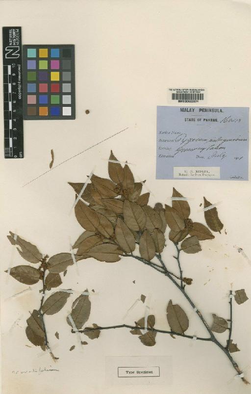 Prunus arborea var. densa (King) Kalkman - BM000622074