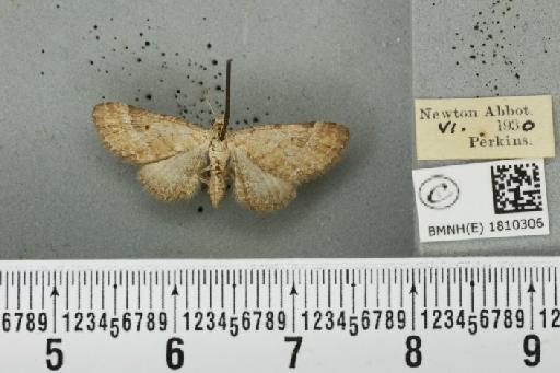 Eupithecia simpliciata (Haworth, 1809) - BMNHE_1810306_386285