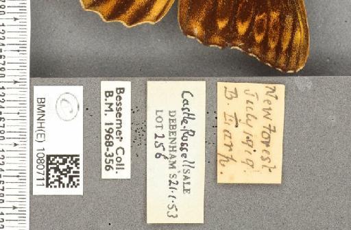 Argynnis paphia f. valesina ab. ocellata Frings, 1902 - BMNHE_1080711_label_62936
